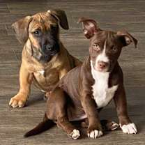 Thumbnail photo of Django #4