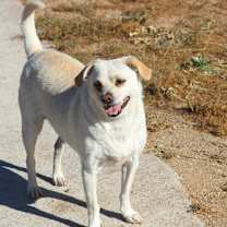 Thumbnail photo of Russo #1