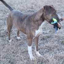 Thumbnail photo of Xena #2