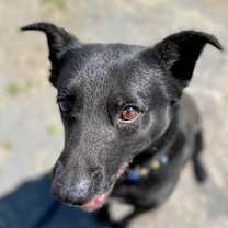 Thumbnail photo of Rocky #3