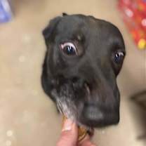 Thumbnail photo of Rocky #4