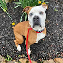 Thumbnail photo of Violet Beauregarde Lonestar #2