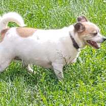 Thumbnail photo of Buddy #2