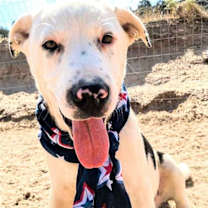 Thumbnail photo of ROLO #1