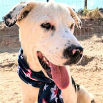 Thumbnail photo of ROLO #2