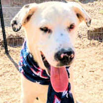 Thumbnail photo of ROLO #3