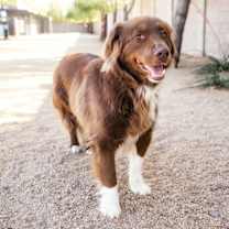 adopt-pet