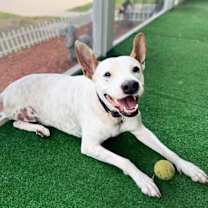 Thumbnail photo of Molly #1