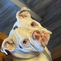 Thumbnail photo of Prada #4