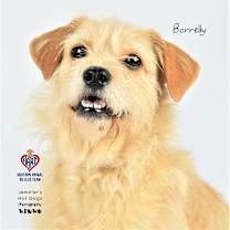 Thumbnail photo of Borrelly #1