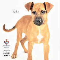 Thumbnail photo of Spike #3