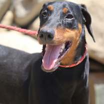 Thumbnail photo of Junebug #4
