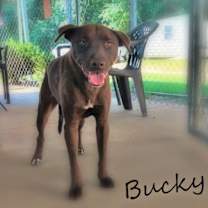 Thumbnail photo of Bucky #2