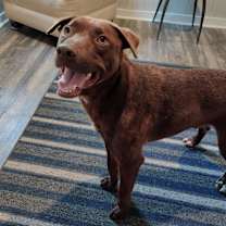 Thumbnail photo of Bucky #4