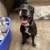 Thumbnail photo of Maliboo #1