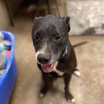 Thumbnail photo of Maliboo #4