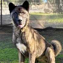 Thumbnail photo of Ume #1