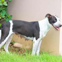 Thumbnail photo of DALMA - A GEM! #2