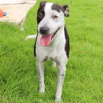 Thumbnail photo of DALMA - A GEM! #3