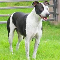 Thumbnail photo of DALMA - A GEM! #4