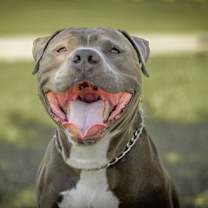 adopt-pet