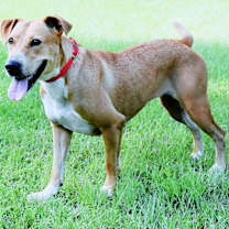 Thumbnail photo of Echo #3