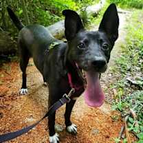 Thumbnail photo of Lacey #1