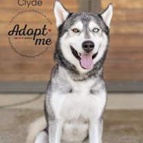 Thumbnail photo of Clyde #1