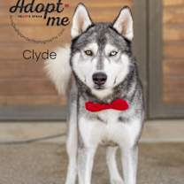 Thumbnail photo of Clyde #2