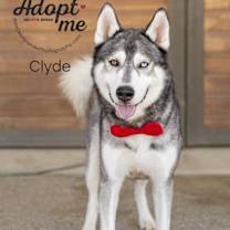 Thumbnail photo of Clyde #3