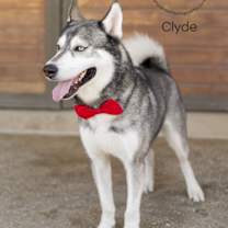 Thumbnail photo of Clyde #4
