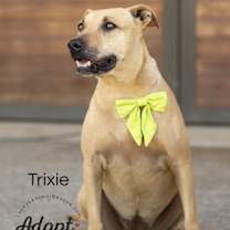 Thumbnail photo of Trixie #3