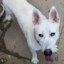 Thumbnail photo of Snow White ('Snowy') #4