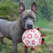Thumbnail photo of Percy #1