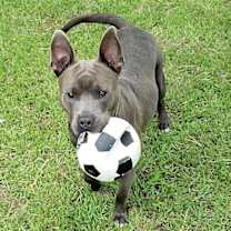 Thumbnail photo of Percy #2