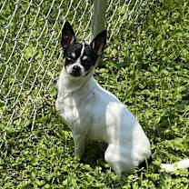 Thumbnail photo of Bandit #1