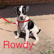 Thumbnail photo of Rowdy #2