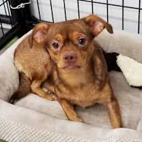 Thumbnail photo of Pixie #1