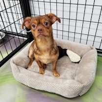 Thumbnail photo of Pixie #2