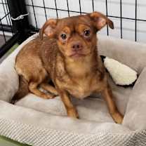 Thumbnail photo of Pixie #3