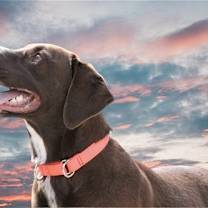 Thumbnail photo of Cherry (Cher) #1