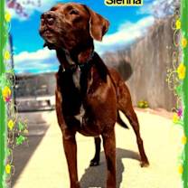 Thumbnail photo of Sienna #1