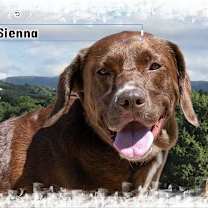 Thumbnail photo of Sienna #2