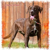 Thumbnail photo of Cherry (Cher) #2