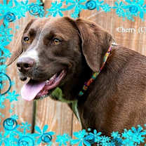 Thumbnail photo of Cherry (Cher) #3