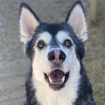Thumbnail photo of Roxie #1