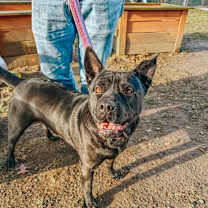 Thumbnail photo of Bruno aka Mr. WooWoo #1