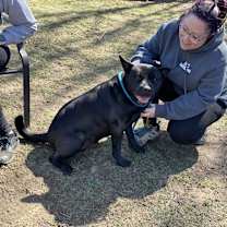 Thumbnail photo of Bruno aka Mr. WooWoo #2