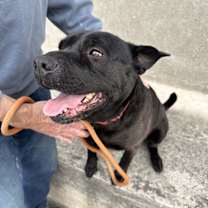 Thumbnail photo of Bruno aka Mr. WooWoo #3