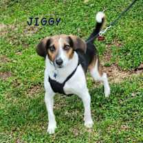 Thumbnail photo of Jiggy #1